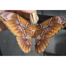 Rothschildia equatoralis eggs